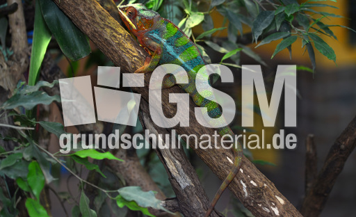 Pantherchamäleon (5).jpg